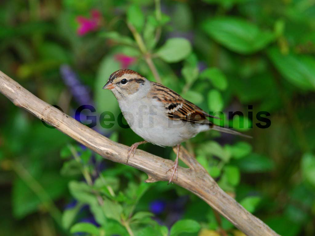 CHSP-AE_Chipping-Sparrow