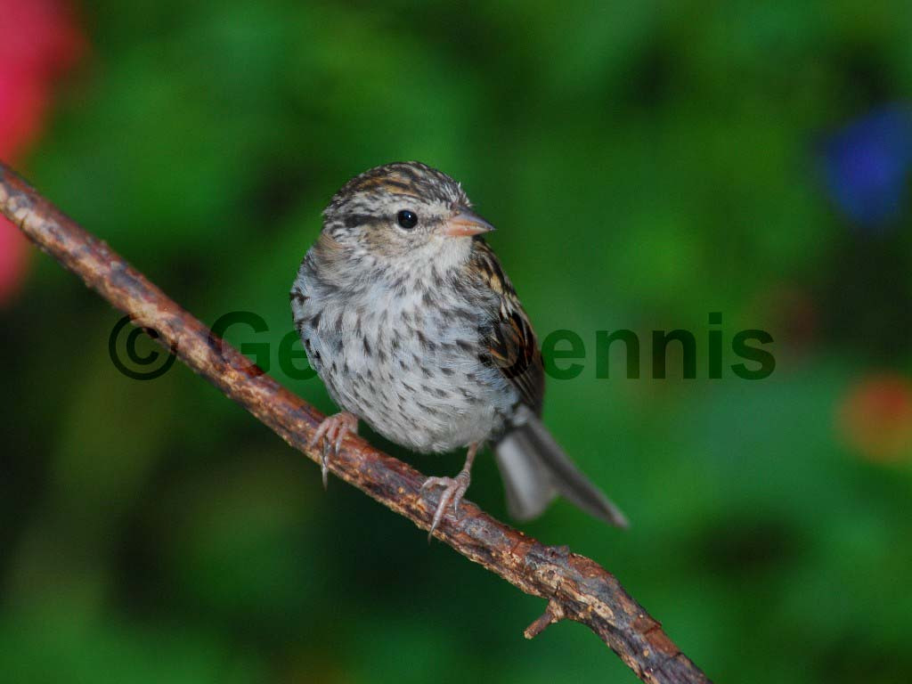 CHSP-AF_Chipping-Sparrow