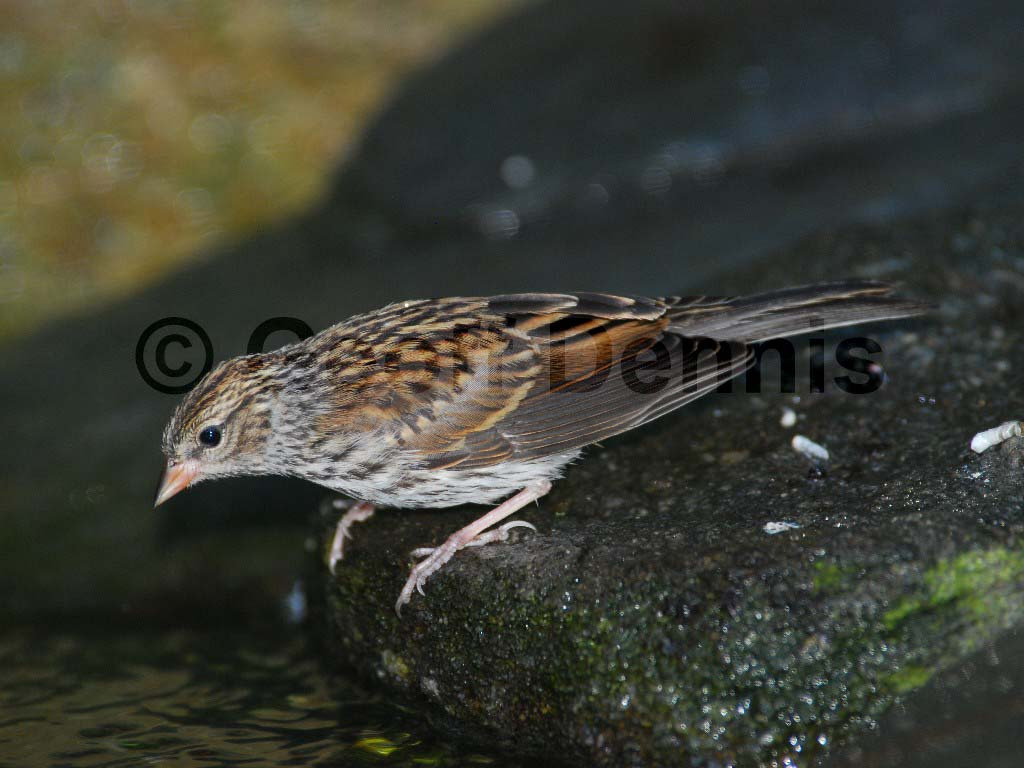 CHSP-AG_Chipping-Sparrow