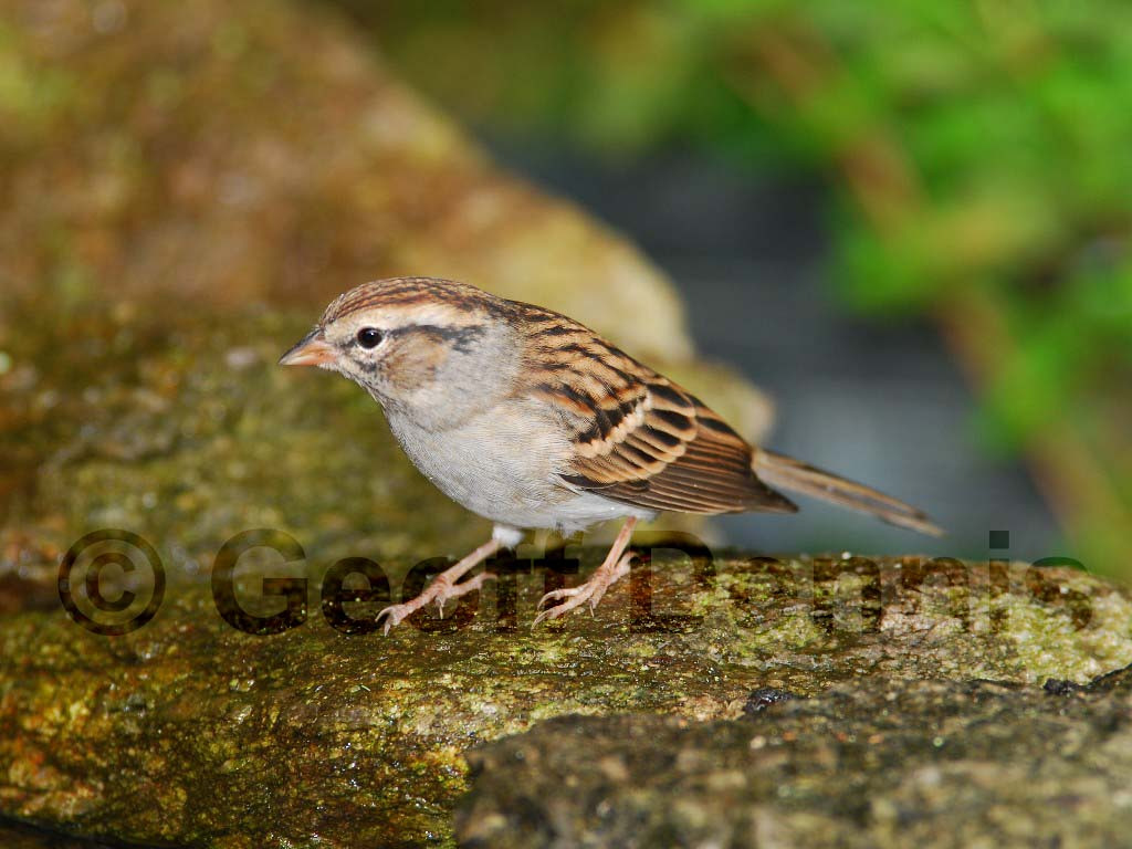 CHSP-AH_Chipping-Sparrow