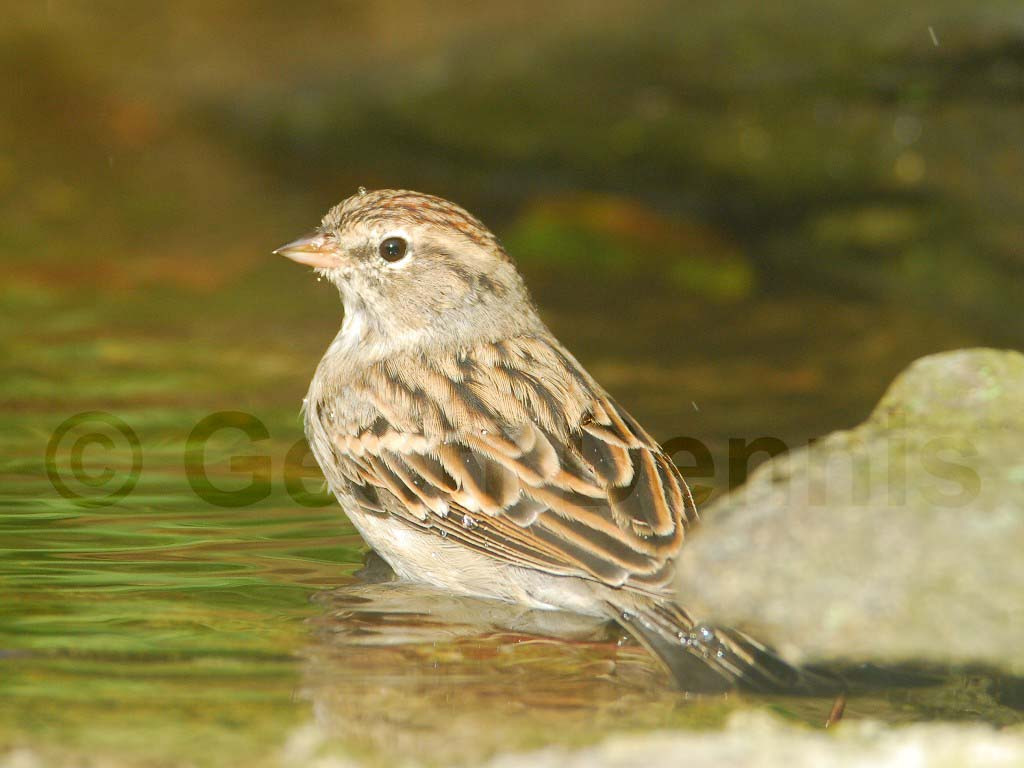 CHSP-AI_Chipping-Sparrow