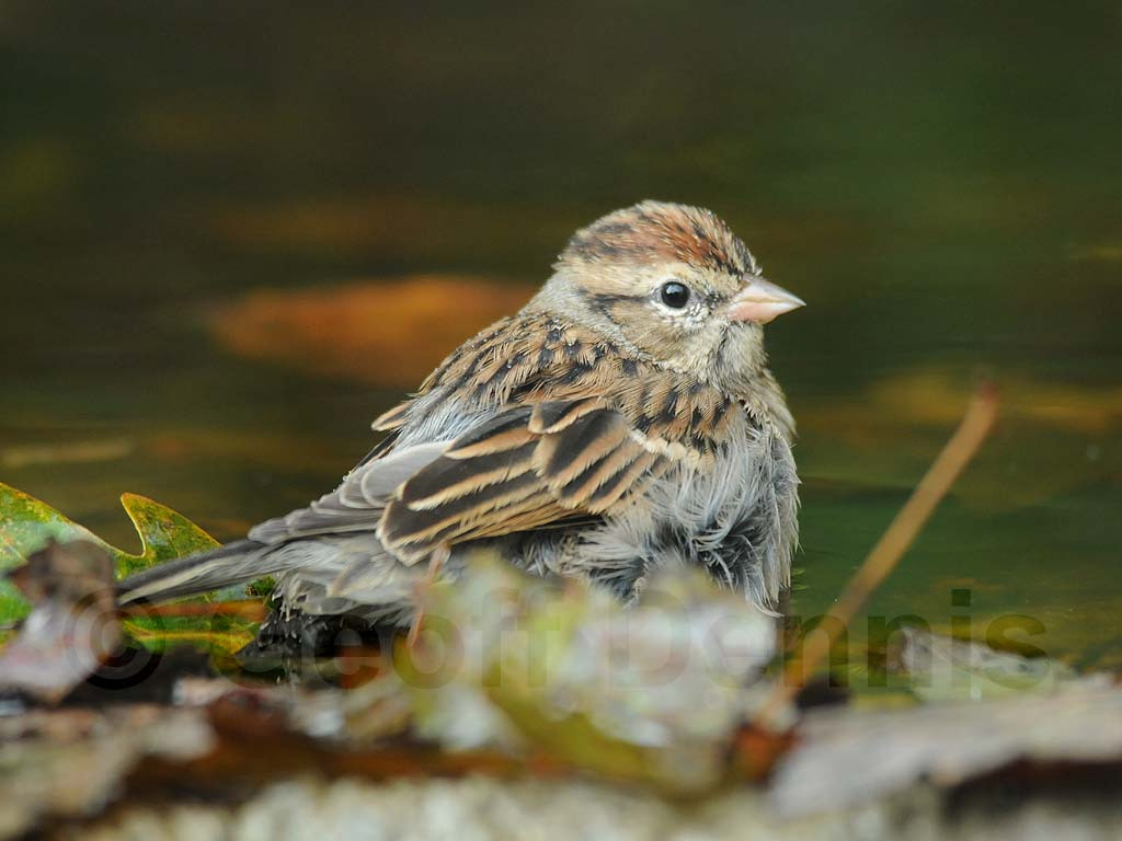 CHSP-AJ_Chipping-Sparrow