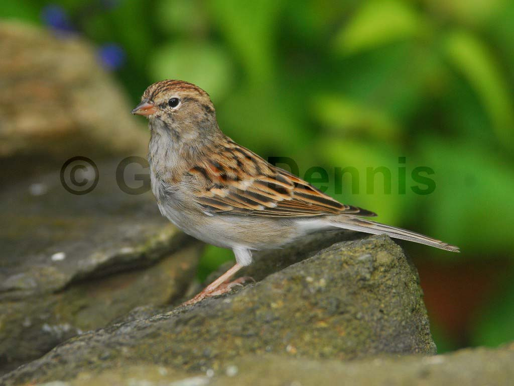 CHSP-AK_Chipping-Sparrow