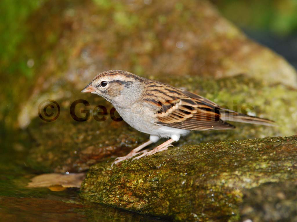 CHSP-AL_Chipping-Sparrow