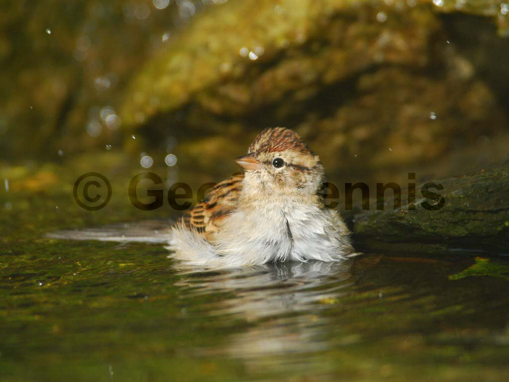 CHSP-AM_Chipping-Sparrow