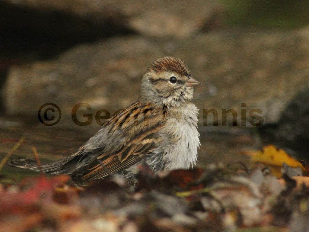 CHSP-AN_Chipping-Sparrow