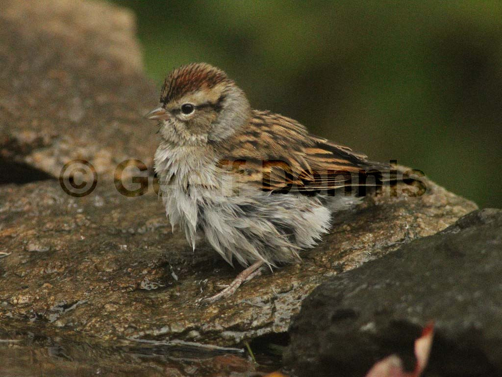 CHSP-AO_Chipping-Sparrow