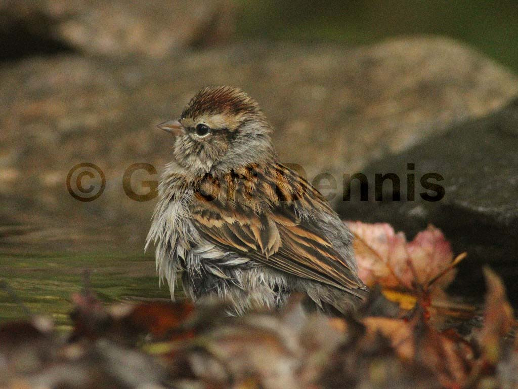 CHSP-AP_Chipping-Sparrow