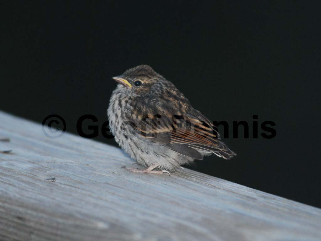 CHSP-AQ_Chipping-Sparrow