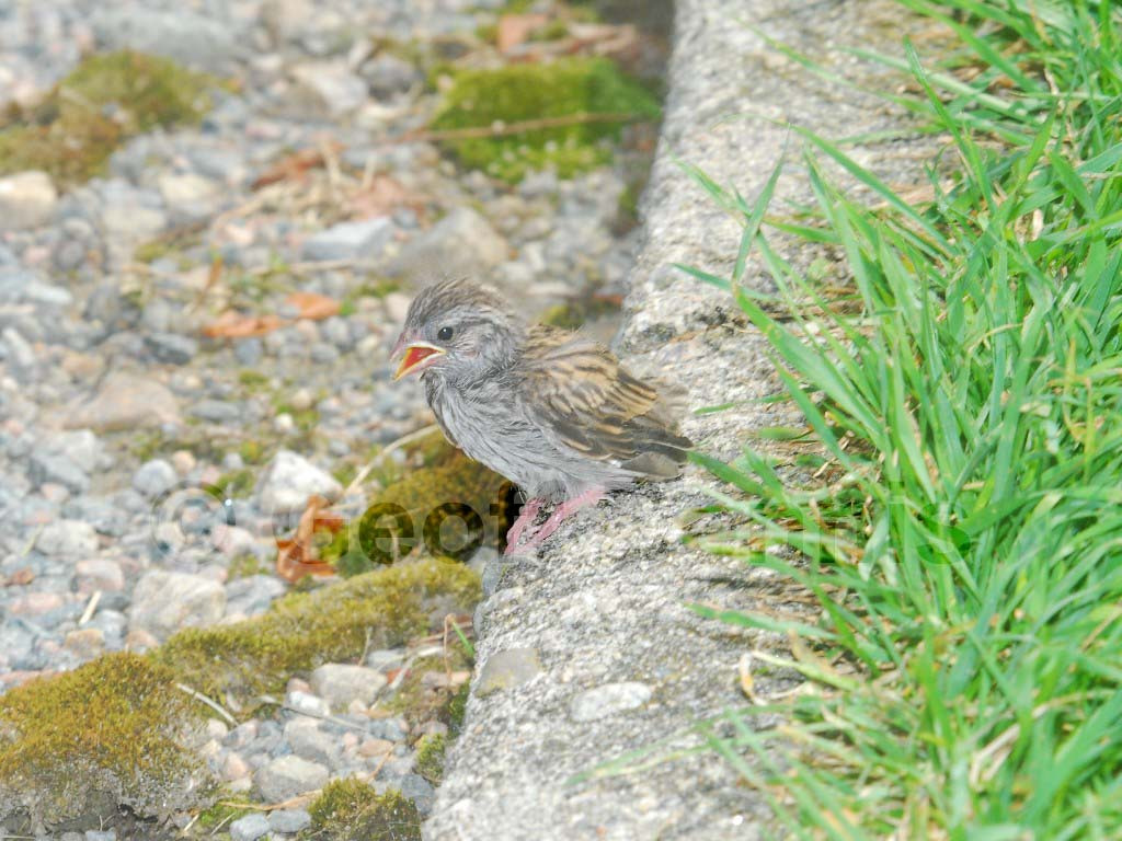 CHSP-AR_Chipping-Sparrow
