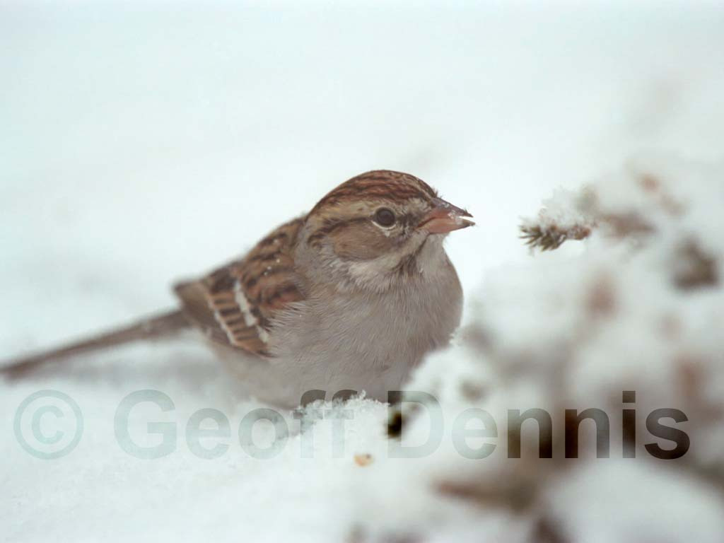 CHSP-AS_Chipping-Sparrow