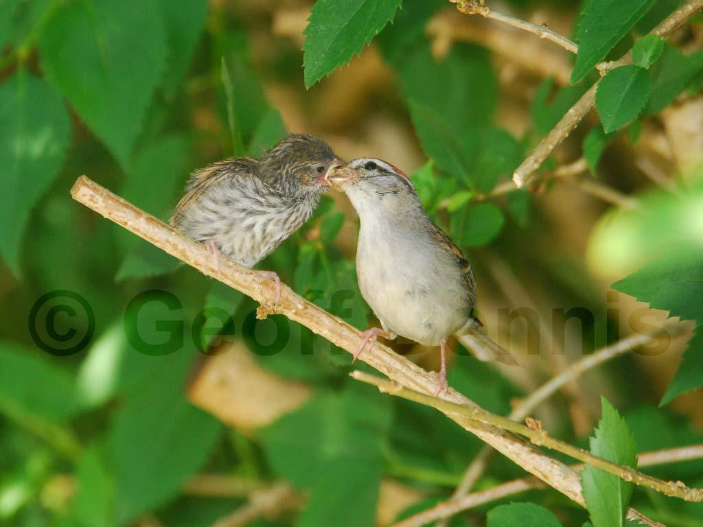 CHSP-AT_Chipping-Sparrow