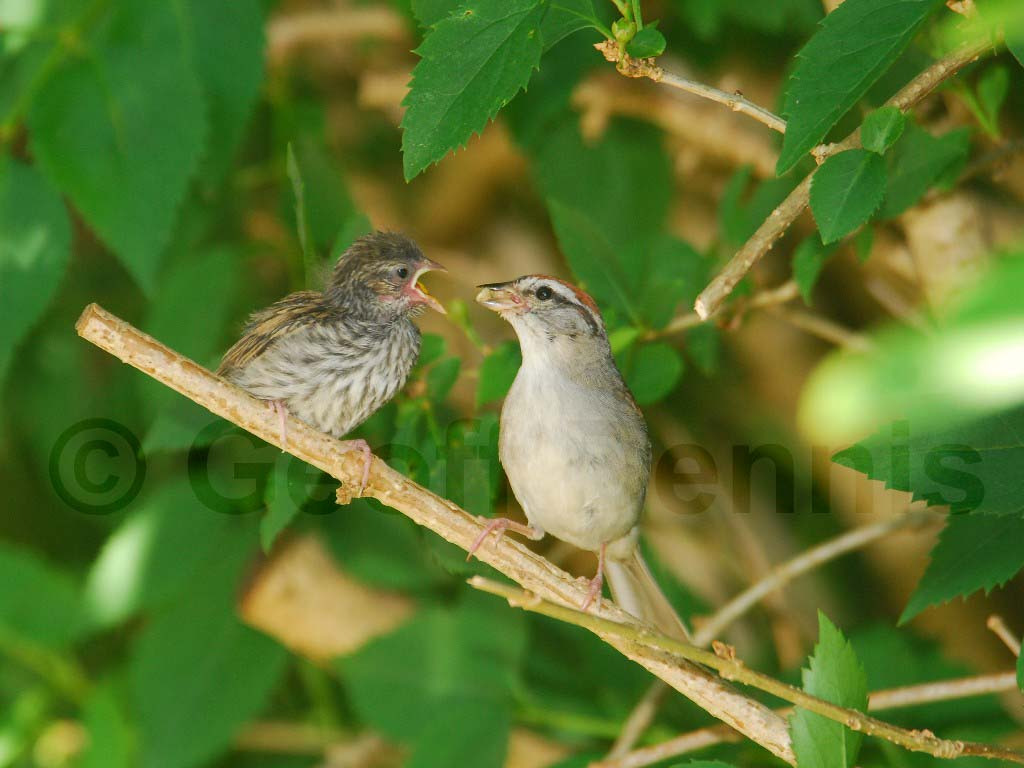 CHSP-AU_Chipping-Sparrow