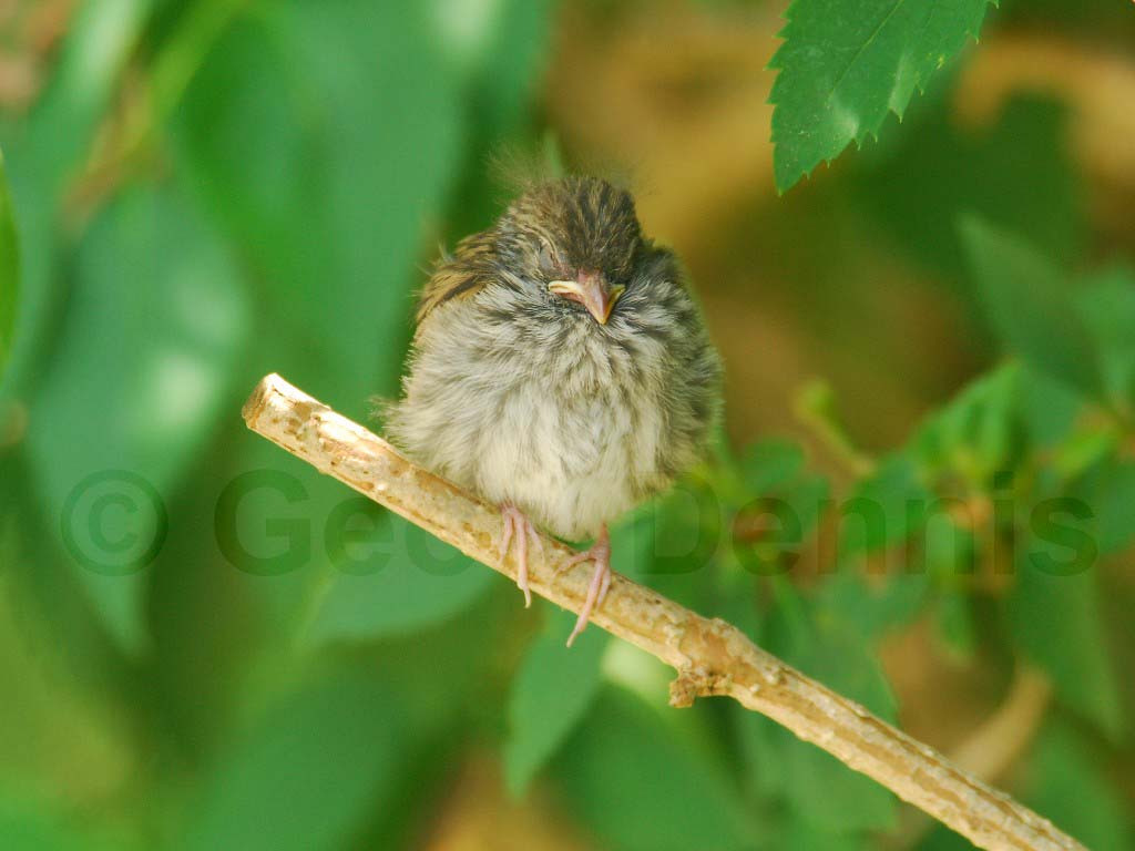 CHSP-AV_Chipping-Sparrow