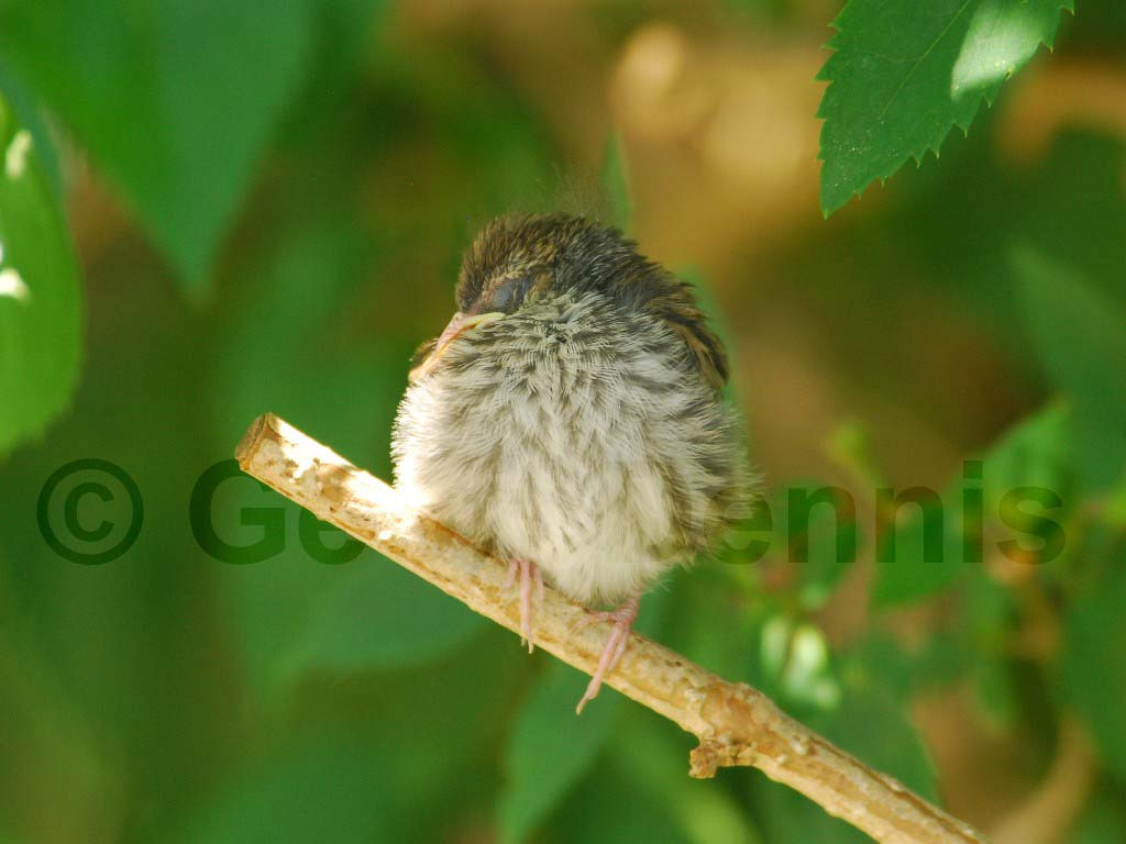 CHSP-AW_Chipping-Sparrow