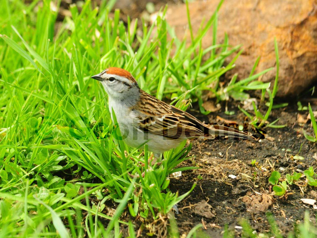 CHSP-AX_Chipping-Sparrow