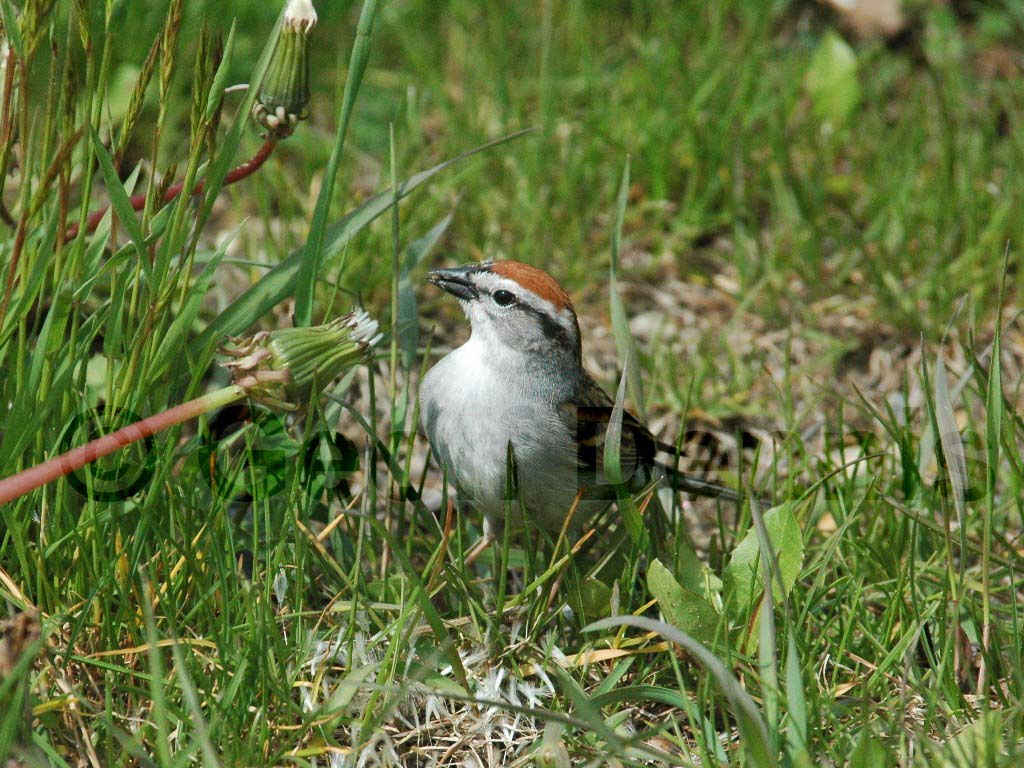 CHSP-AY_Chipping-Sparrow
