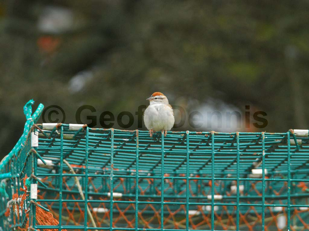 CHSP-AZ_Chipping-Sparrow
