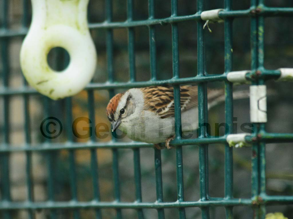 CHSP-BA_Chipping-Sparrow