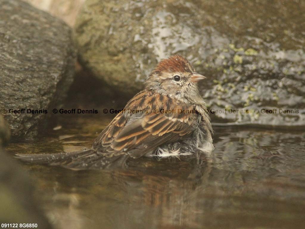 CHSP-BB_Chipping-Sparrow