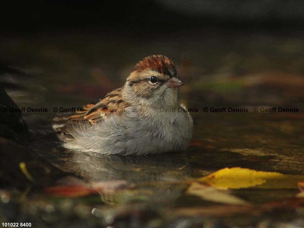 CHSP-BC_Chipping-Sparrow