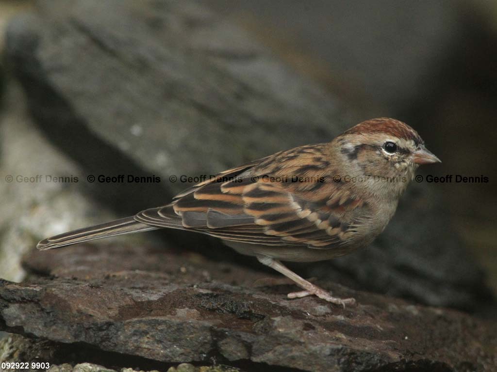 CHSP-BD_Chipping-Sparrow