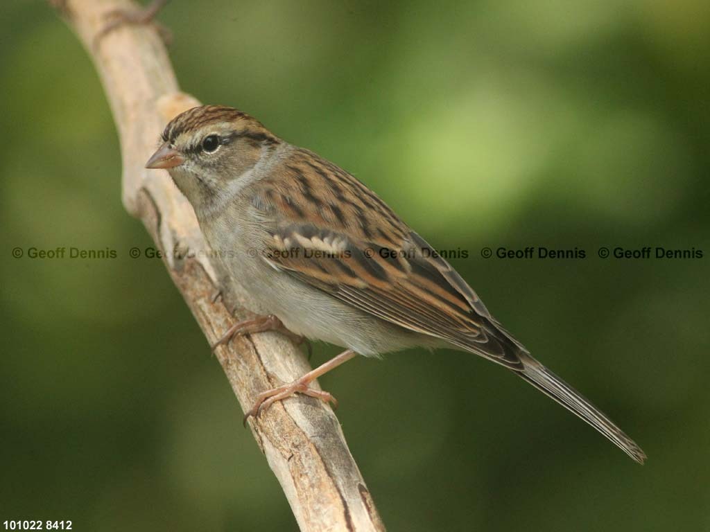 CHSP-BE_Chipping-Sparrow