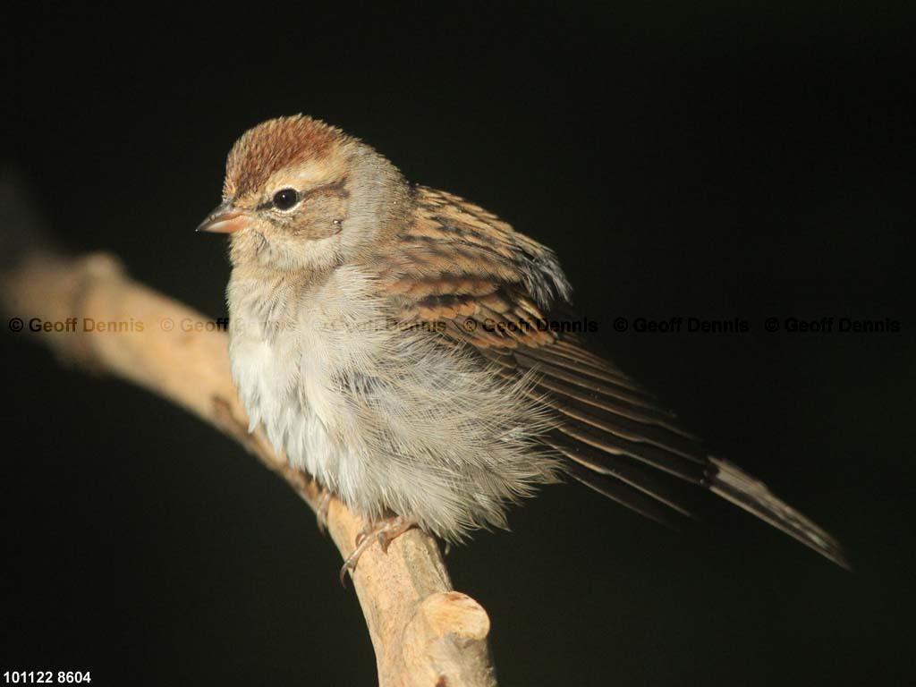 CHSP-BF_Chipping-Sparrow