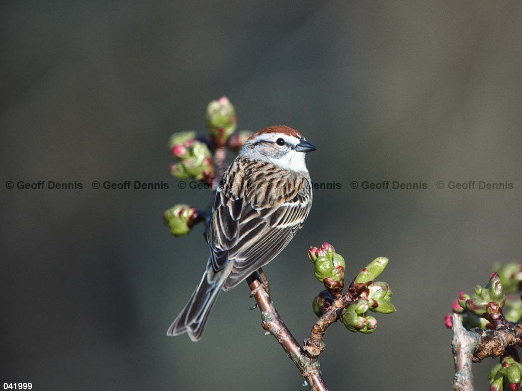 CHSP-BG_Chipping-Sparrow