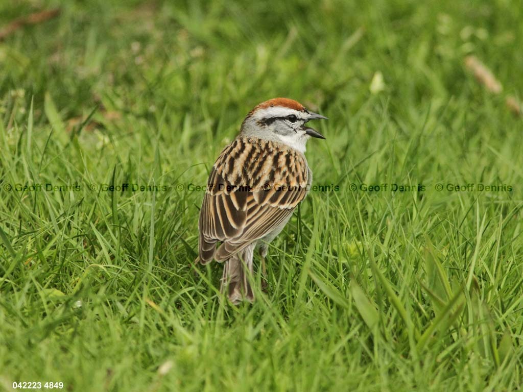 CHSP-BH_Chipping-Sparrow