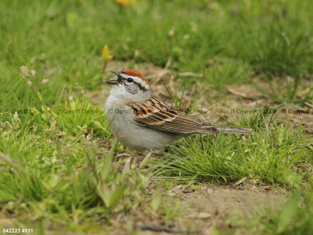 CHSP-BI_Chipping-Sparrow
