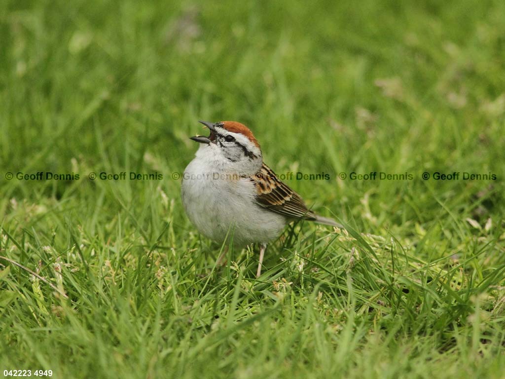 CHSP-BJ_Chipping-Sparrow