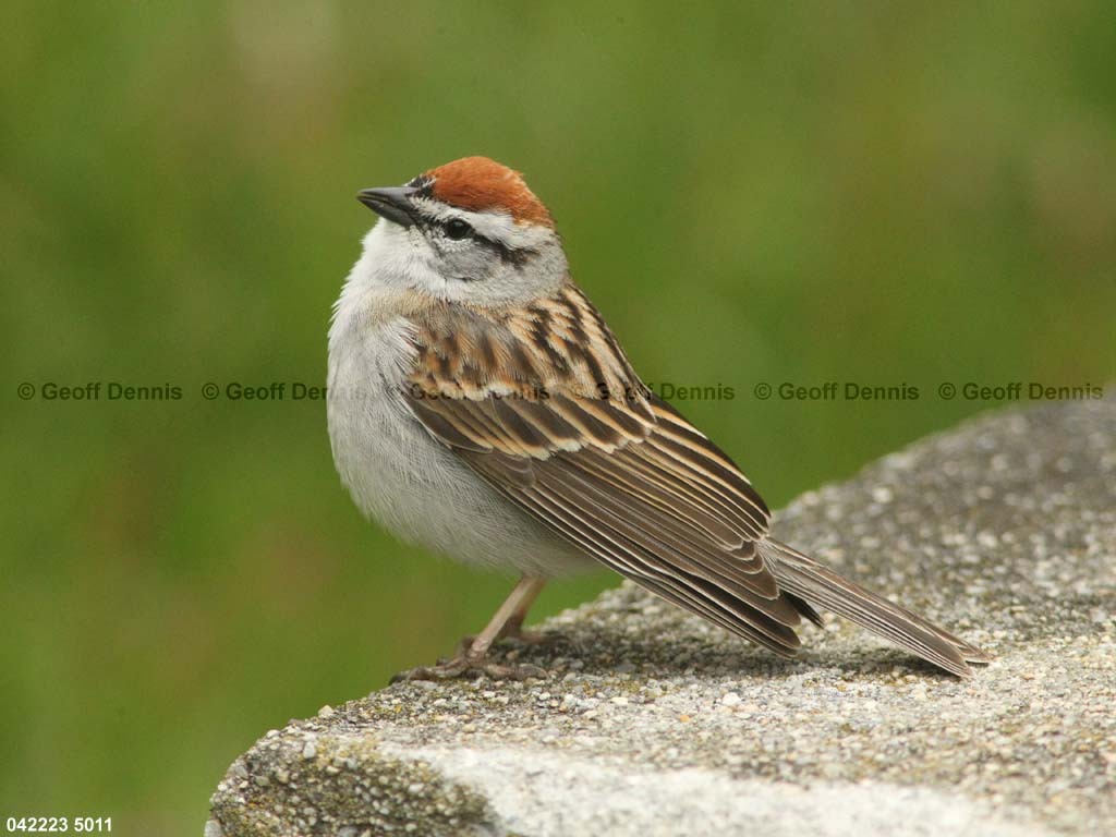 CHSP-BK_Chipping-Sparrow
