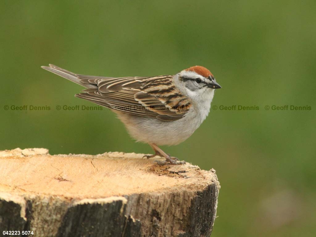 CHSP-BL_Chipping-Sparrow
