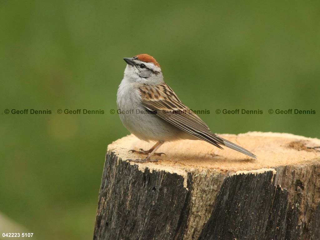 CHSP-BM_Chipping-Sparrow