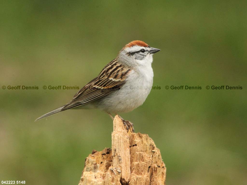CHSP-BN_Chipping-Sparrow