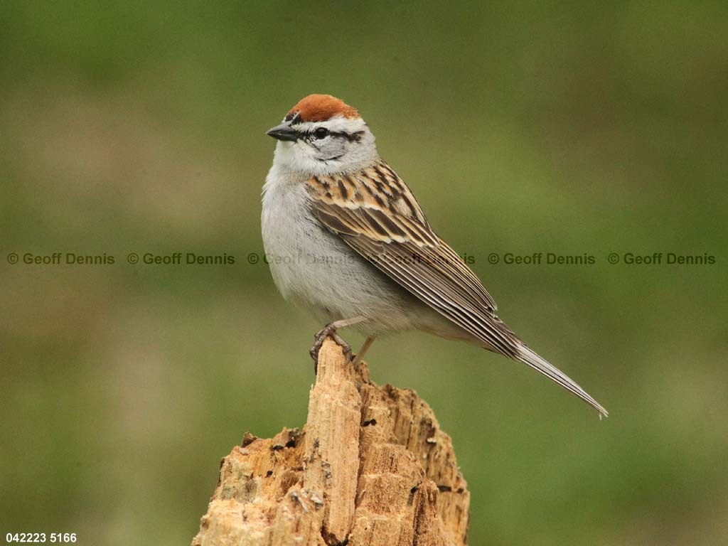 CHSP-BO_Chipping-Sparrow