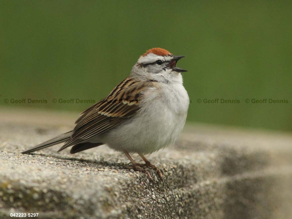 CHSP-BP_Chipping-Sparrow