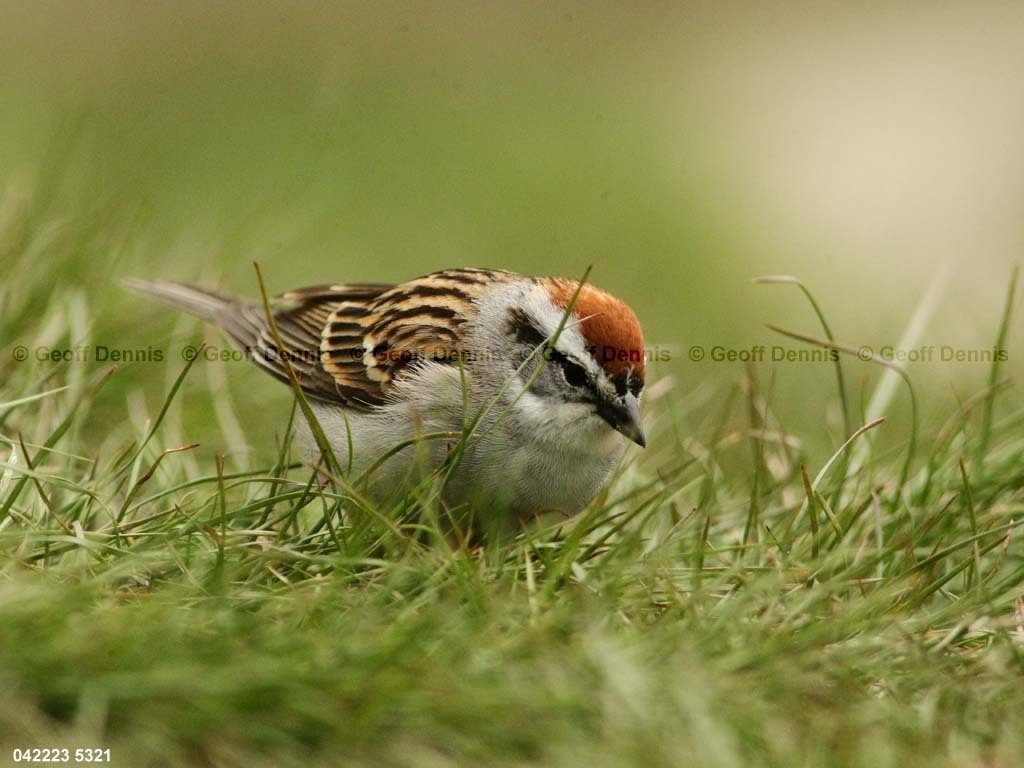 CHSP-BQ_Chipping-Sparrow