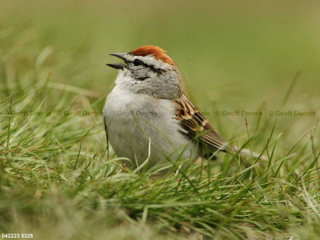 CHSP-BR_Chipping-Sparrow