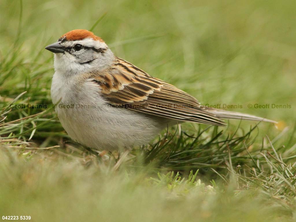 CHSP-BS_Chipping-Sparrow