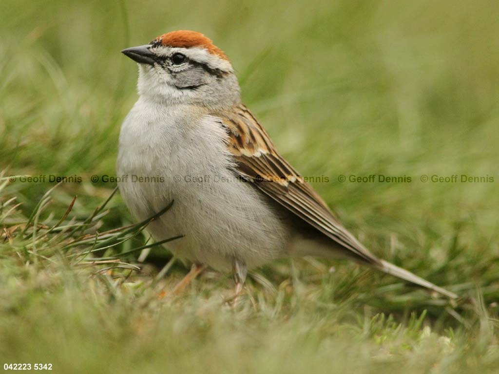CHSP-BT_Chipping-Sparrow