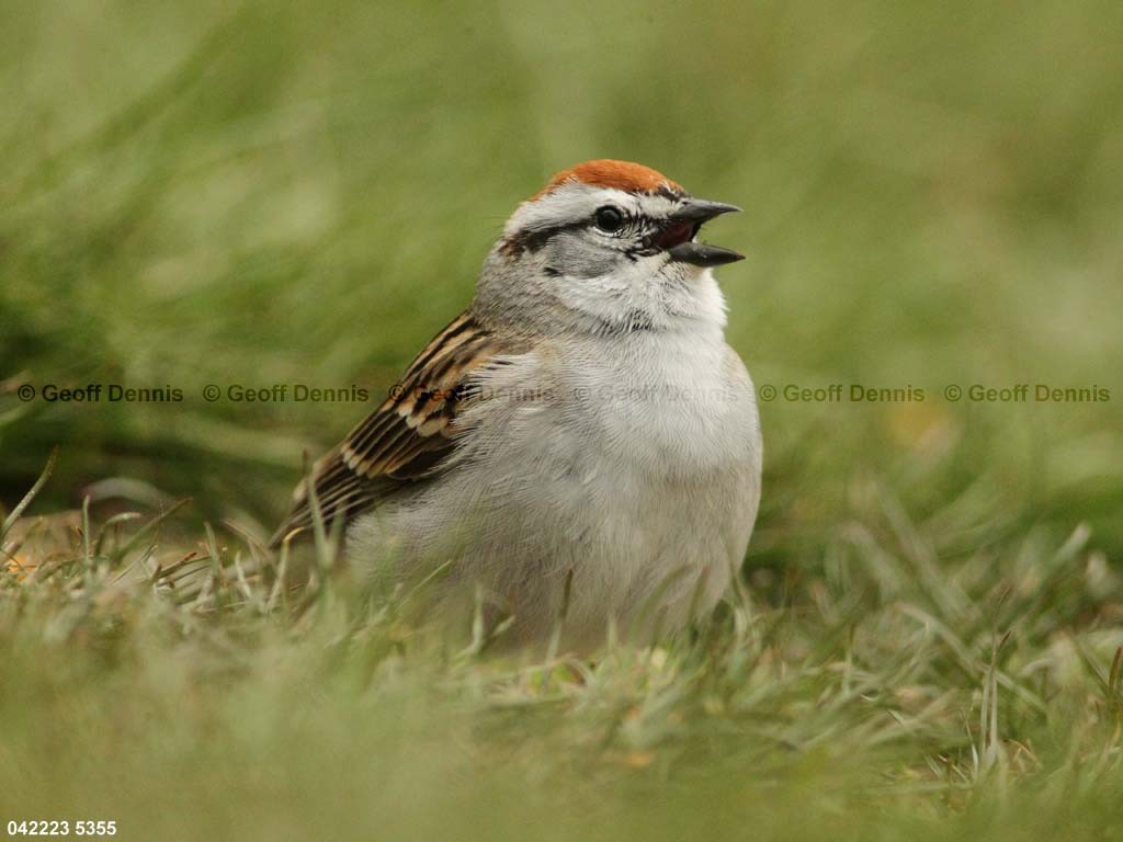 CHSP-BU_Chipping-Sparrow