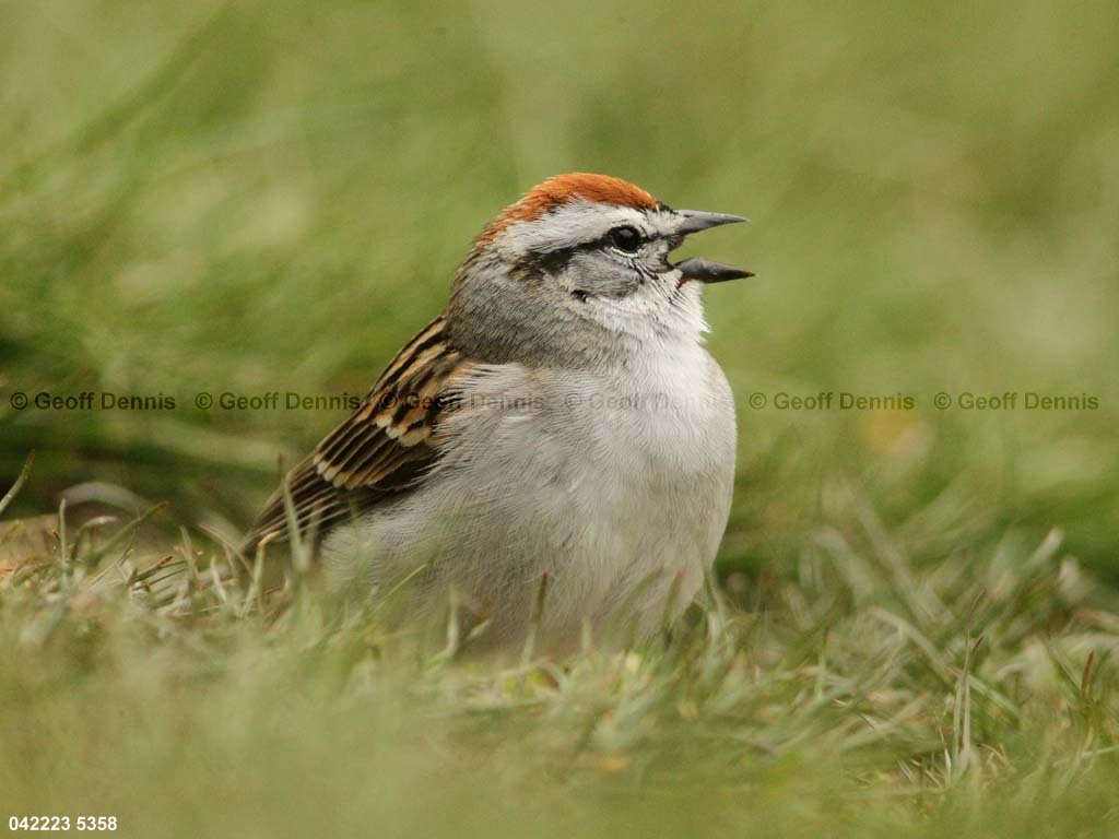 CHSP-BV_Chipping-Sparrow