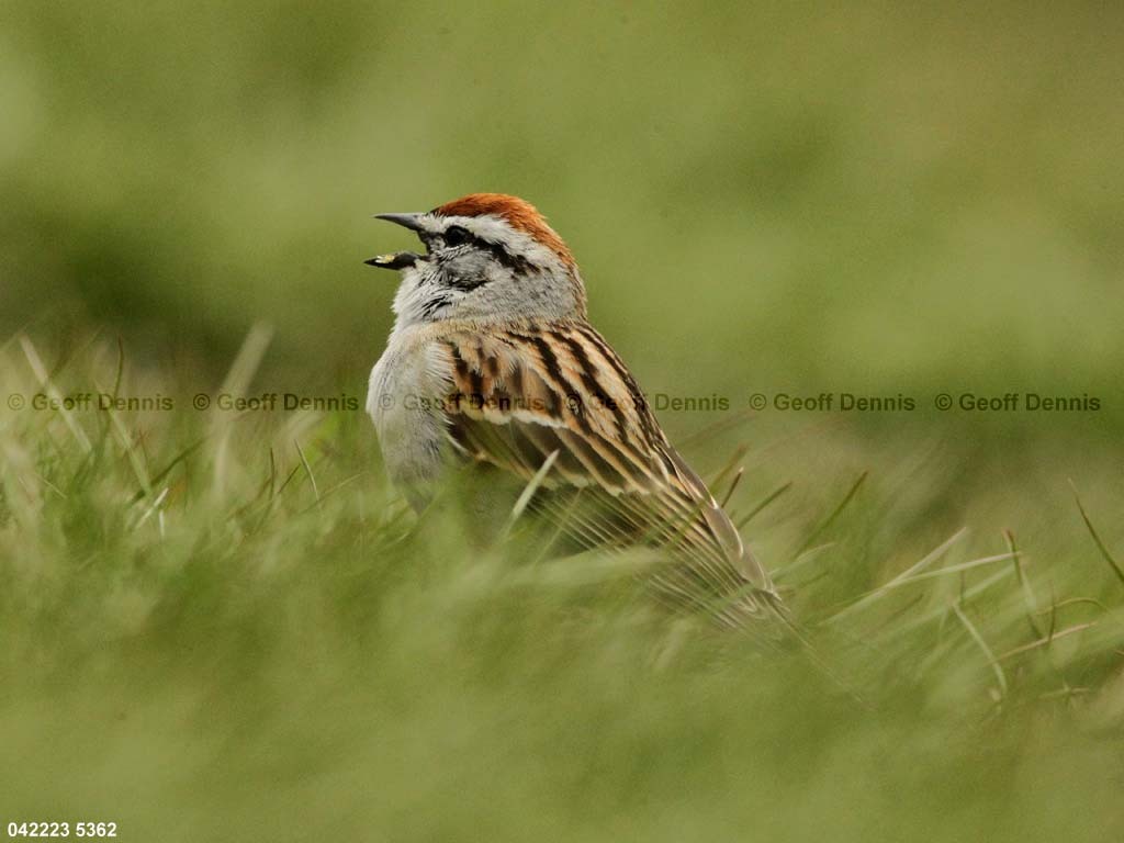 CHSP-BW_Chipping-Sparrow