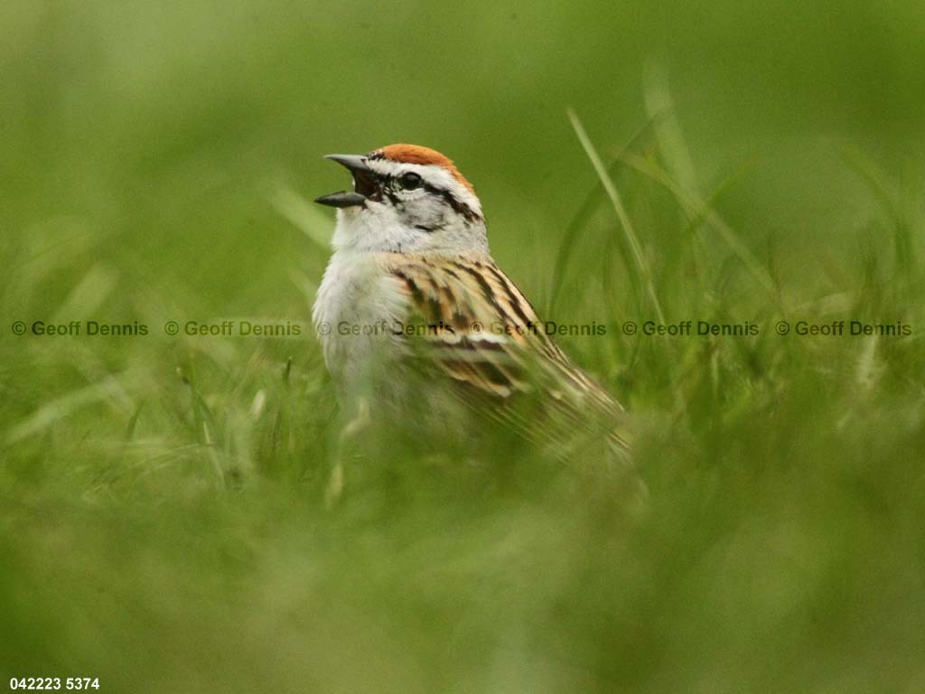CHSP-BX_Chipping-Sparrow