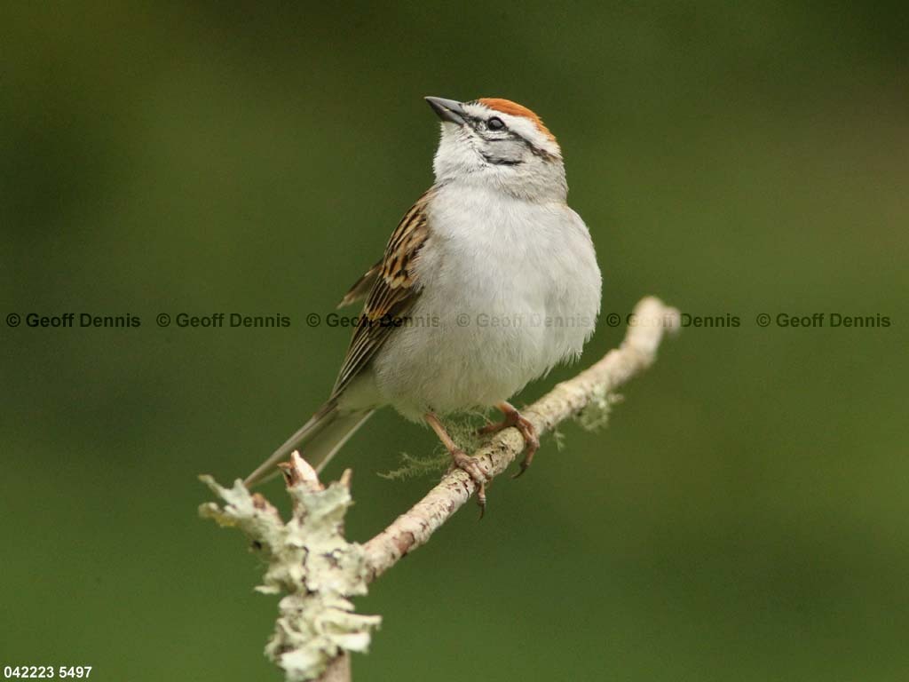 CHSP-BY_Chipping-Sparrow