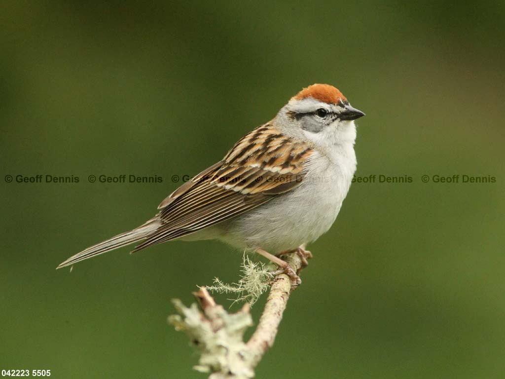 CHSP-BZ_Chipping-Sparrow