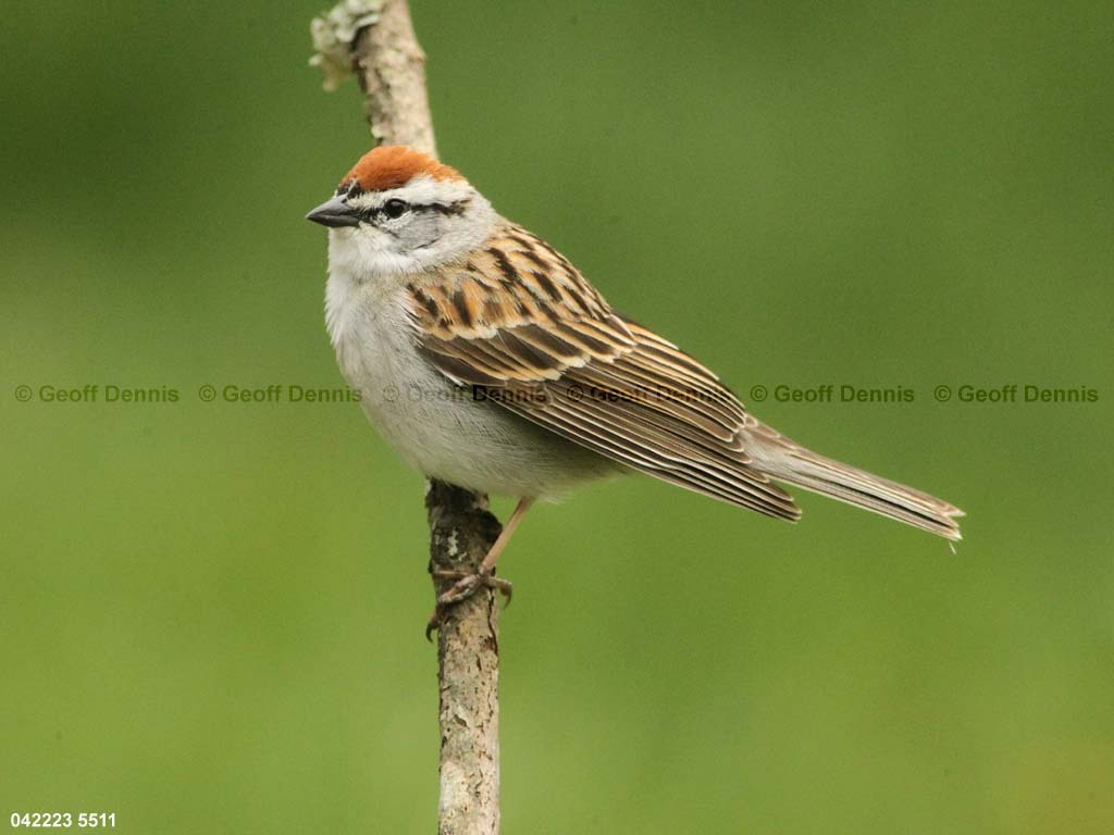 CHSP-CA_Chipping-Sparrow