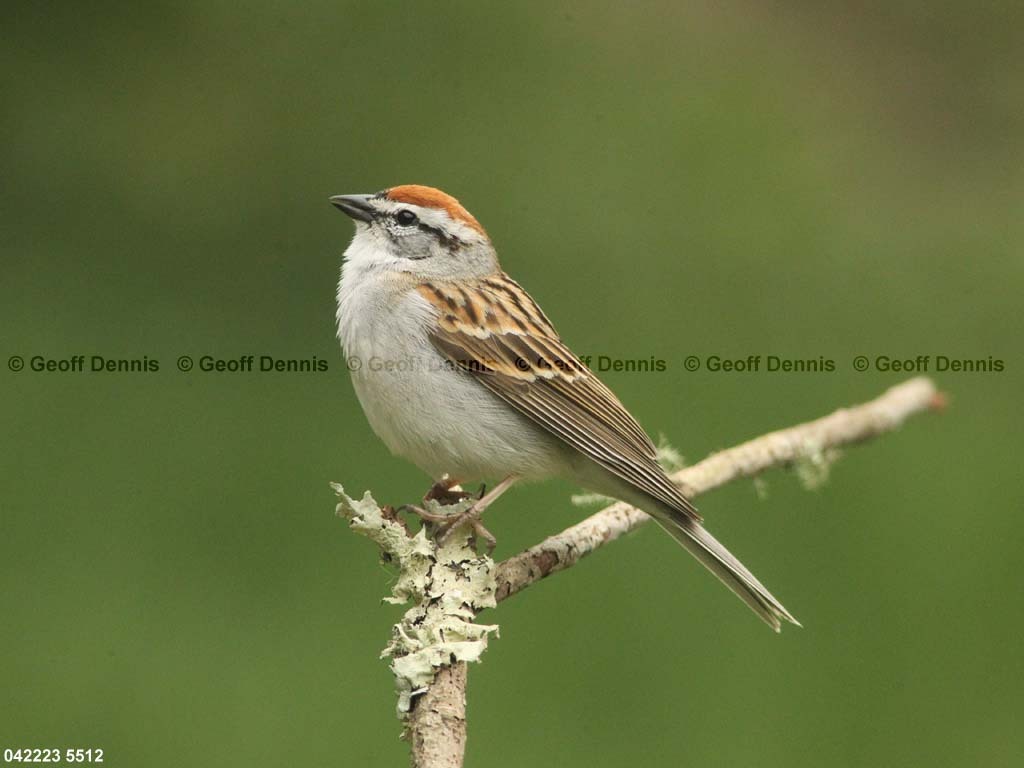 CHSP-CB_Chipping-Sparrow